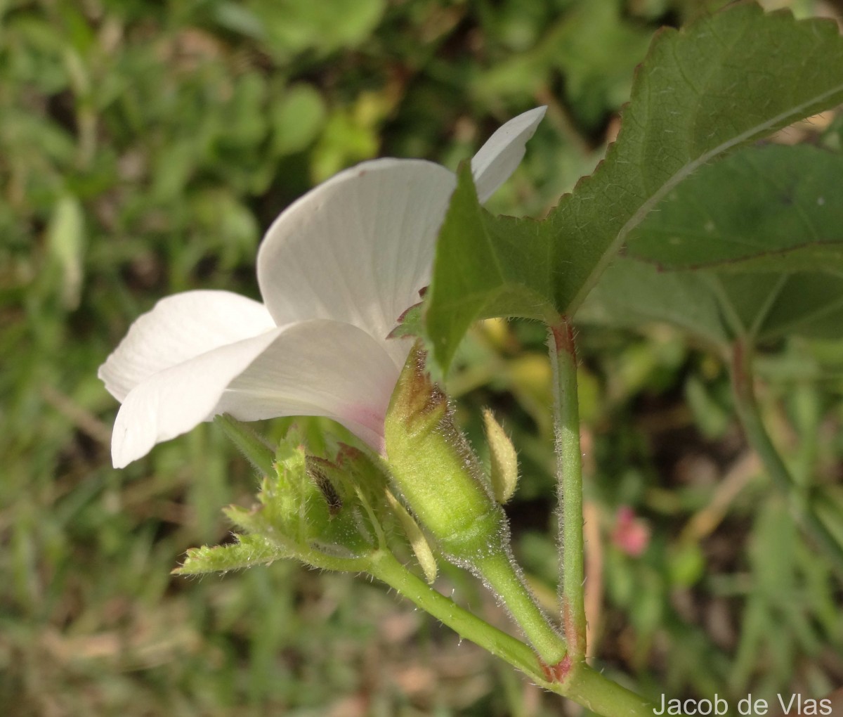 Abelmoschus ficulneus (L.) Wight & Arn.